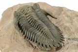 Impressive Metacanthina Trilobite - Lghaft, Morocco #244252-4